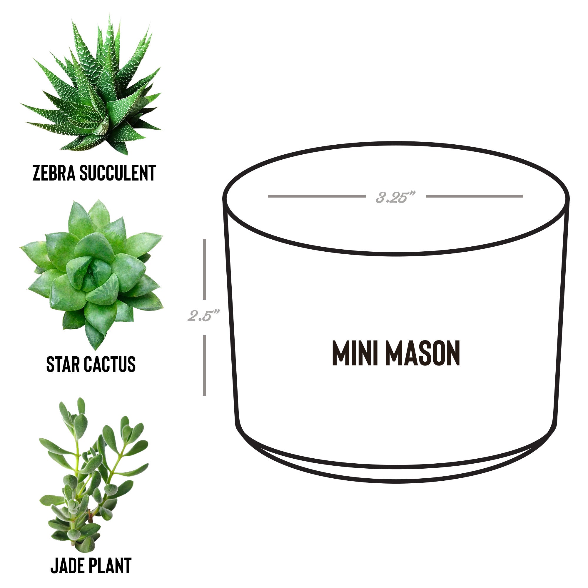 jurassic succulent Jurassic Jungle - Dinosaur Planters