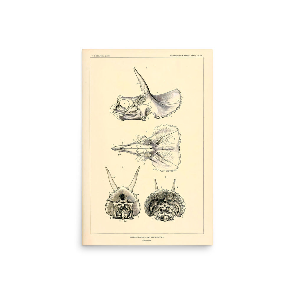Stegasaurus &amp; Triceratops - Dinosaur Poster