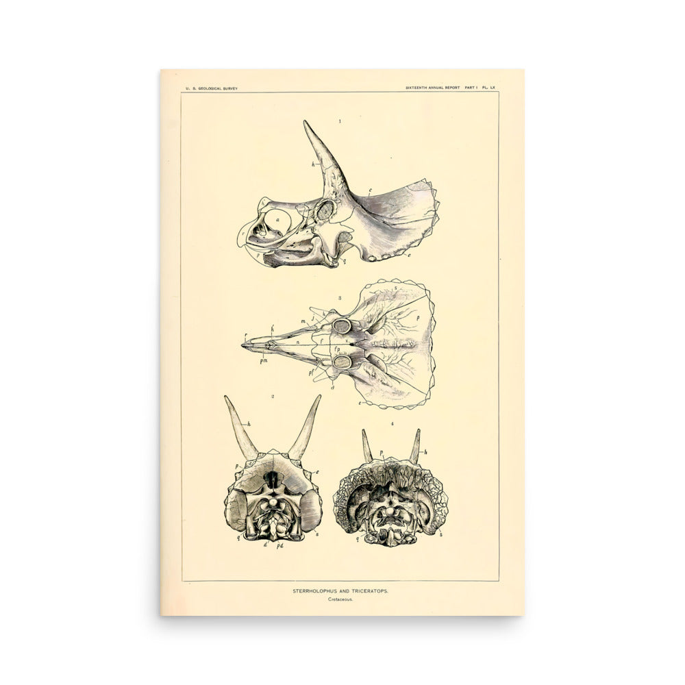 Stegasaurus &amp; Triceratops - Dinosaur Poster